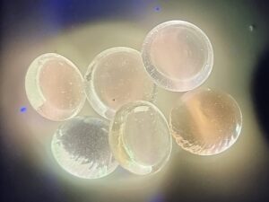 Nice Copper + doped luminescent phosphate glass bead NEW!